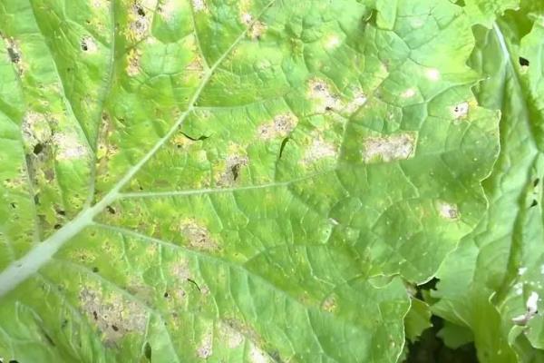 种植大白菜怎么防治病害，防治病毒病可喷施吡虫啉