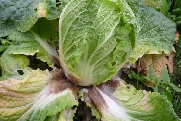 种植大白菜怎么防治病害，防治病毒病可喷施吡虫啉