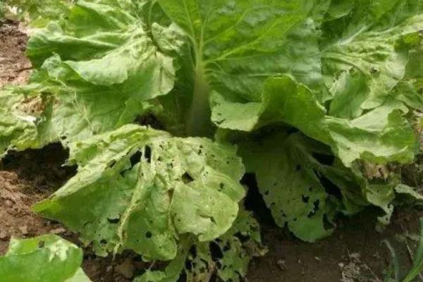 种植大白菜怎么防治病害，防治病毒病可喷施吡虫啉