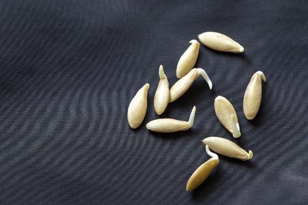 黄瓜无土栽培技术，播种前可用温水烫种