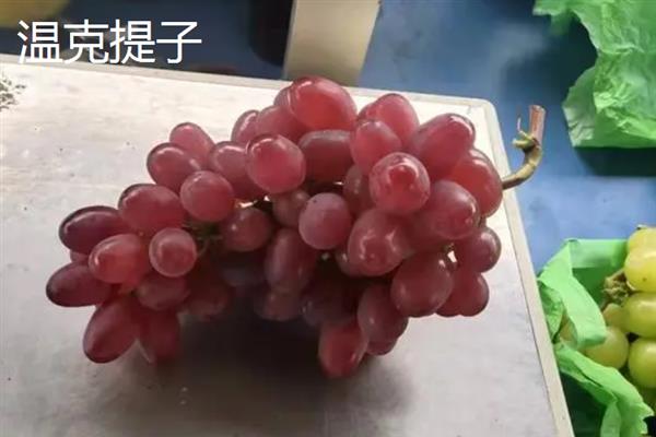 红提的价格，一斤需要10-12元左右