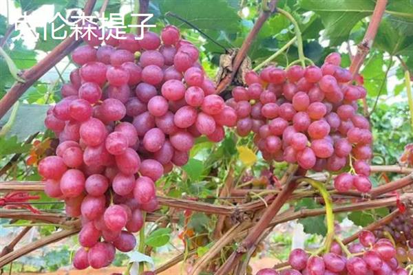 红提的价格，一斤需要10-12元左右
