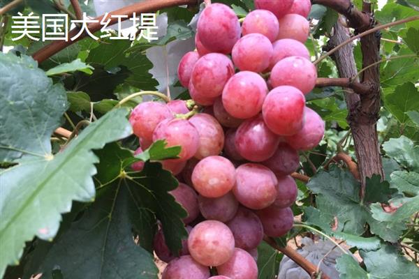红提的价格，一斤需要10-12元左右