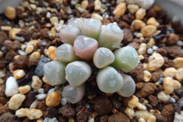 五十铃玉的换盆方法，剪除不良根系经过消毒再栽种