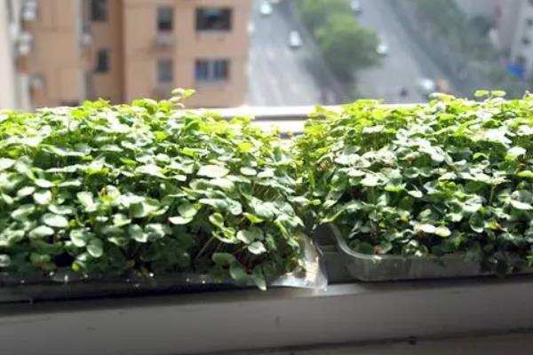 荞麦的生长期，分为早熟、中熟、晚熟品种