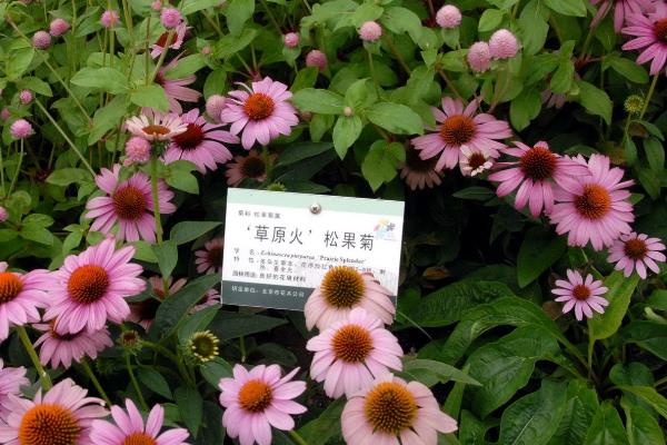 松果菊花期什么时候，花期在每年的六到九月份