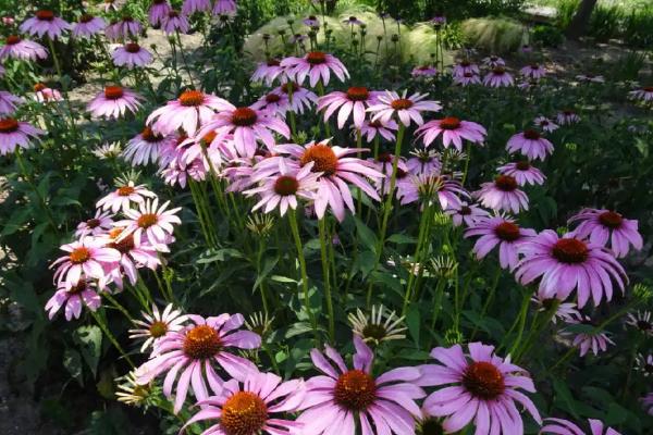 松果菊花期什么时候，花期在每年的六到九月份