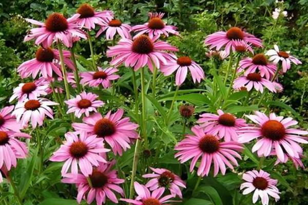 松果菊花期什么时候，花期在每年的六到九月份