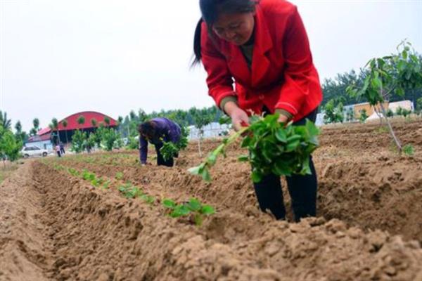 红薯苗的栽培技术，采用上齐下不齐的方式进行播种