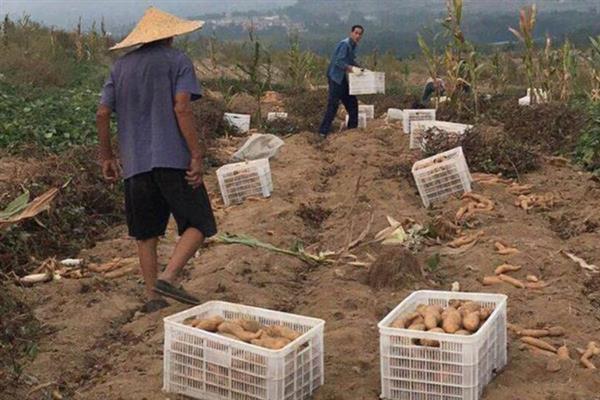 红薯苗的栽培技术，采用上齐下不齐的方式进行播种
