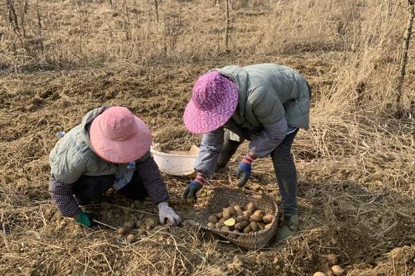 红薯苗的栽培技术，采用上齐下不齐的方式进行播种