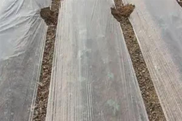 红薯苗的栽培技术，采用上齐下不齐的方式进行播种