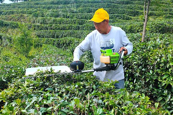 红茶有哪些品种，常见的有祁门红茶、金骏眉等