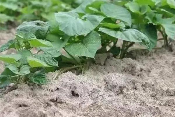 红薯苗的栽培技术，采用上齐下不齐的方式进行播种