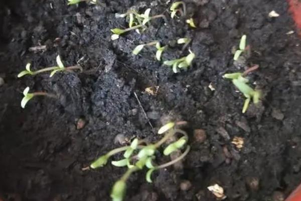 满天星能放在卧室吗，满天星不可以放在卧室