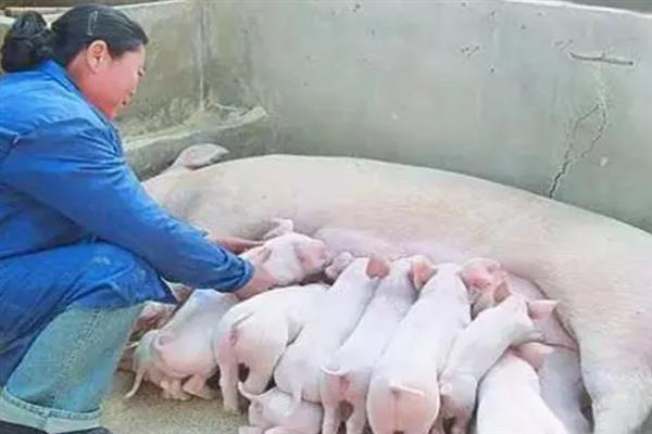 母猪难产怎么办，让它运动可以改变胎位促进分娩