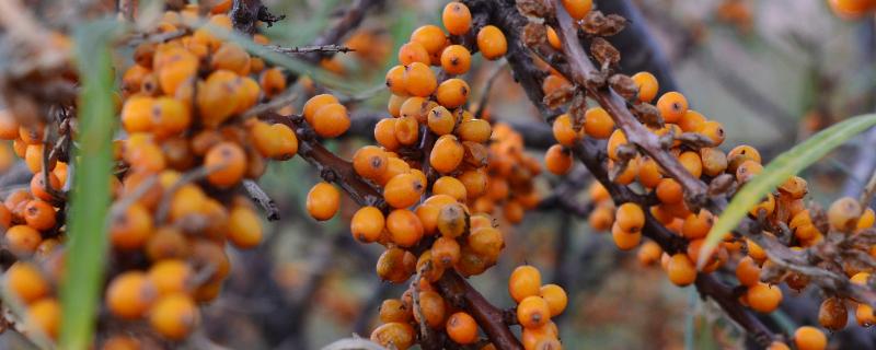 沙棘果有没有种子，沙棘果有种子