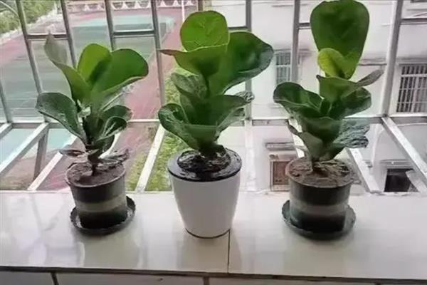 怎么养琴叶榕，最佳生长温度为25-35℃