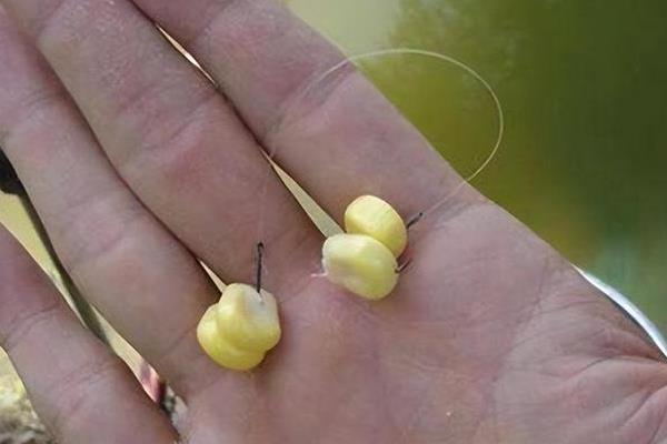 冬季用嫩玉米钓鱼好不好，鱼儿食欲下降垂钓效果一般