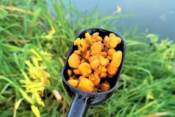 冬季用嫩玉米钓鱼好不好，鱼儿食欲下降垂钓效果一般