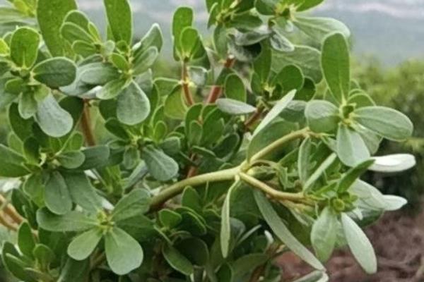 马齿苋如何采收留种，可摇动植株来采集种子