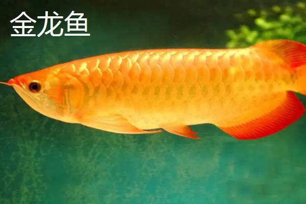 金龙鱼和银龙鱼的区别是什么，分布地域、颜色和体型均不同