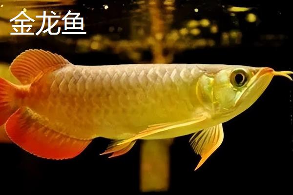 金龙鱼和银龙鱼的区别是什么，分布地域、颜色和体型均不同