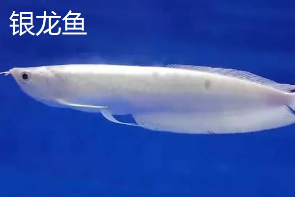 金龙鱼和银龙鱼的区别是什么，分布地域、颜色和体型均不同