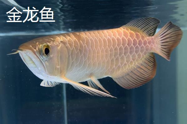 金龙鱼和银龙鱼的区别是什么，分布地域、颜色和体型均不同