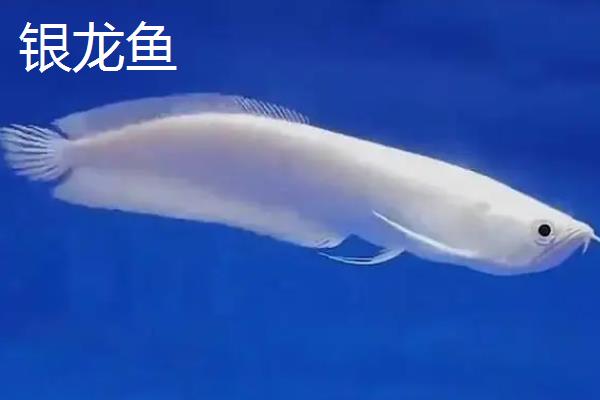 金龙鱼和银龙鱼的区别是什么，分布地域、颜色和体型均不同