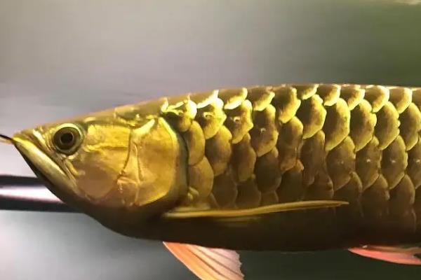 金龙鱼和银龙鱼的区别是什么，分布地域、颜色和体型均不同