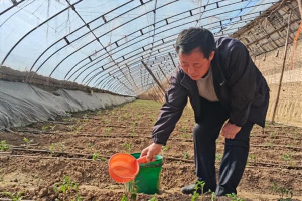 西红柿施什么肥好，底肥可使用腐熟过的有机肥