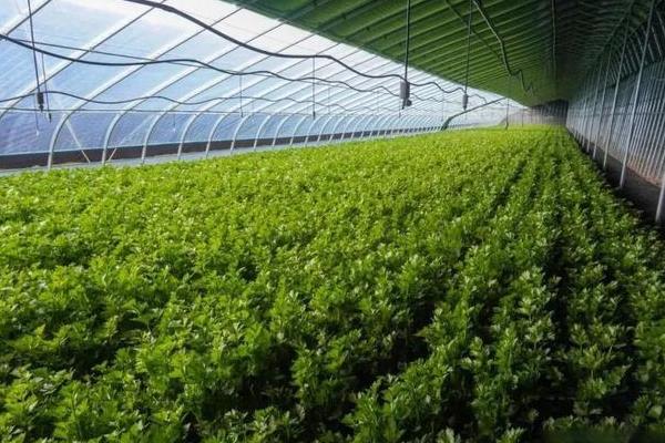 芹菜的种植时间，南方地区可一年四季露地种植