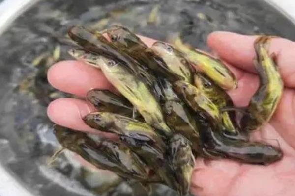 黄颡鱼和什么鱼混养，可以和草鱼、鳊鱼、鳙鱼等混养