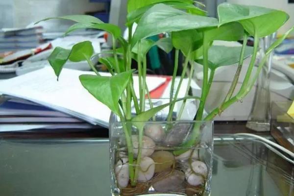 扦插植物的注意事项，一定要注意不可被太阳直射