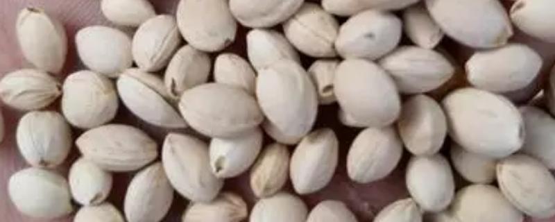 樱桃种子能种出樱桃树苗吗，可以种出樱桃树苗