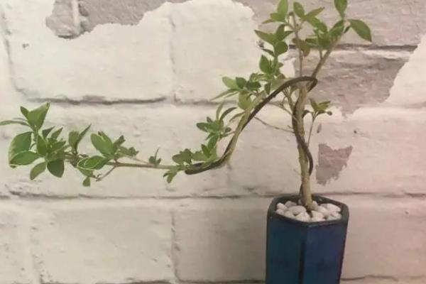移栽六月雪之后如何养护，在半阴处养殖一周可让它快速适应环境