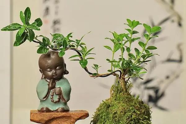 移栽六月雪之后如何养护，在半阴处养殖一周可让它快速适应环境