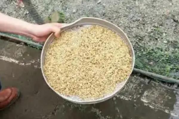 辣椒如何浸种催芽，以下3种方法均可采用