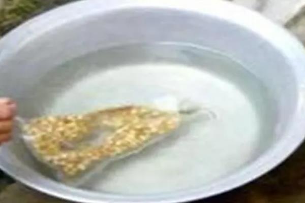 辣椒如何浸种催芽，以下3种方法均可采用