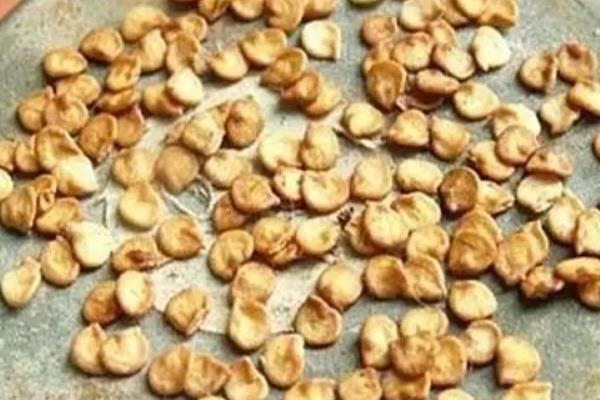 辣椒如何浸种催芽，以下3种方法均可采用
