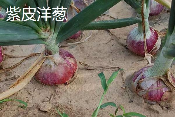 洋葱种子和大葱种子的区别，前者呈黑色、后者黑中略带红色