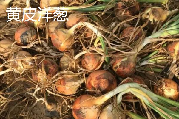 洋葱种子和大葱种子的区别，前者呈黑色、后者黑中略带红色
