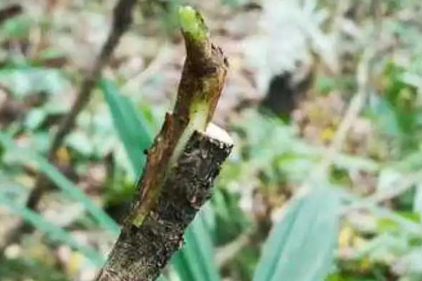 枇杷树太高能否锯断主干，锯断后可让营养集中供应加快结果速度