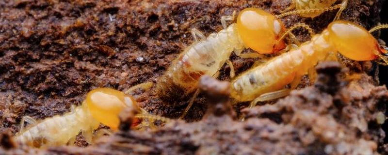 白蚁的防治办法，可用粉剂法、诱饵法等
