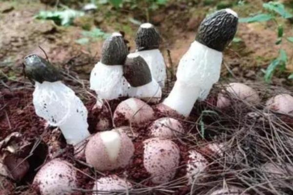 竹荪何时收获，夏季的六月份左右收获