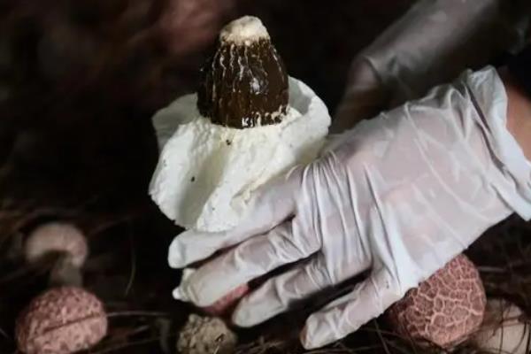 竹荪何时收获，夏季的六月份左右收获