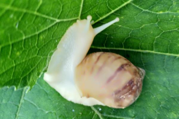白玉蜗牛有毒吗，白玉蜗牛没有毒
