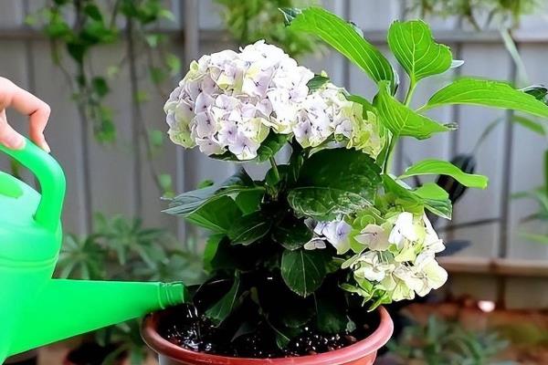 绣球花怎么施肥，通常每半个月追一次有机肥