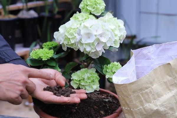 绣球花怎么施肥，通常每半个月追一次有机肥